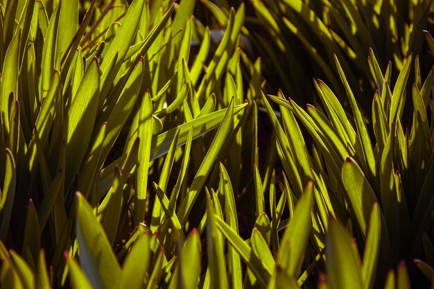 Young green grass grows in the open field in the garden