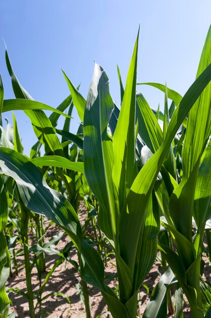 Young green immature corn in the field