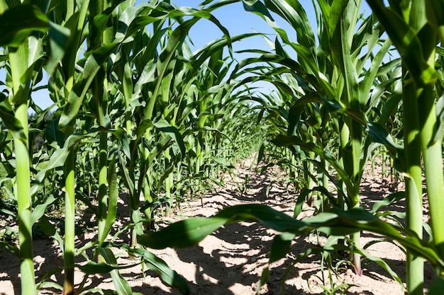 Young green immature corn in the field