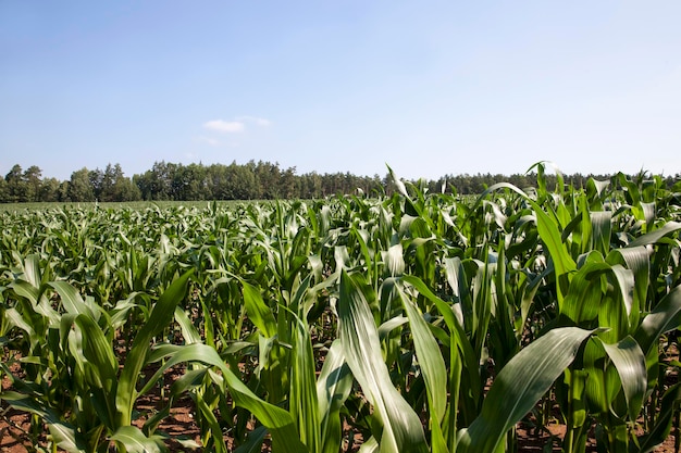 Young green immature corn in the field