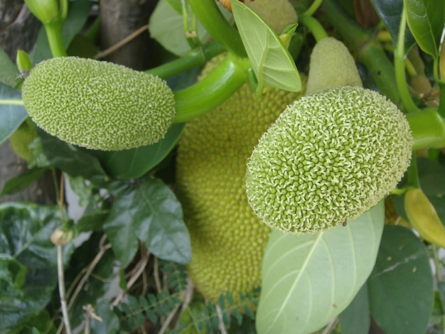 Young green jackfruits