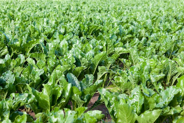 Le giovani foglie verdi di barbabietola cime durante l'estate. primo piano fotografato di piante di campo agricolo