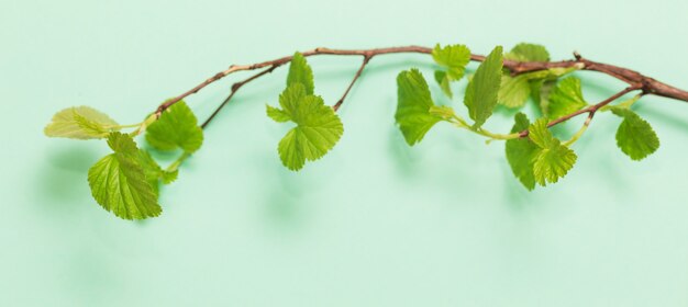 Young green leaves on branches on paper background