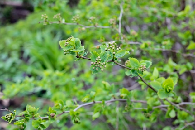 Young green leaves on a bush branches