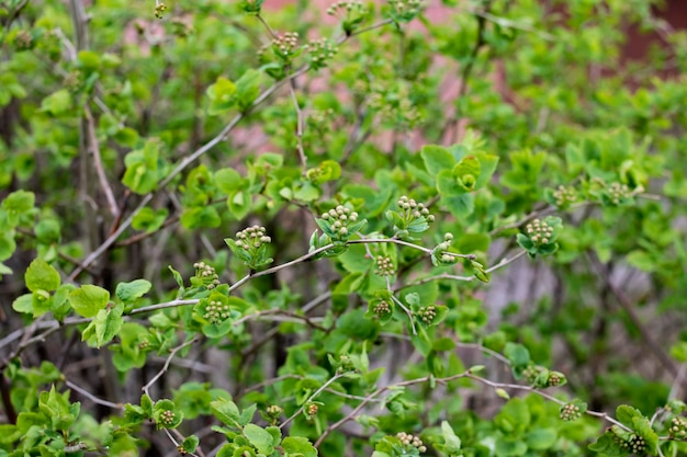 Young green leaves on a bush branches