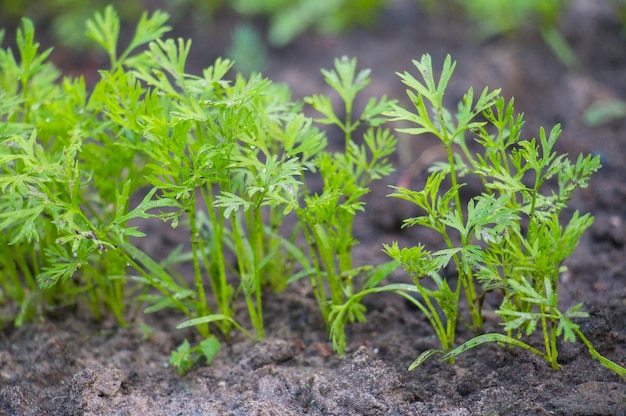 Young green leaves of carrots grown in the garden