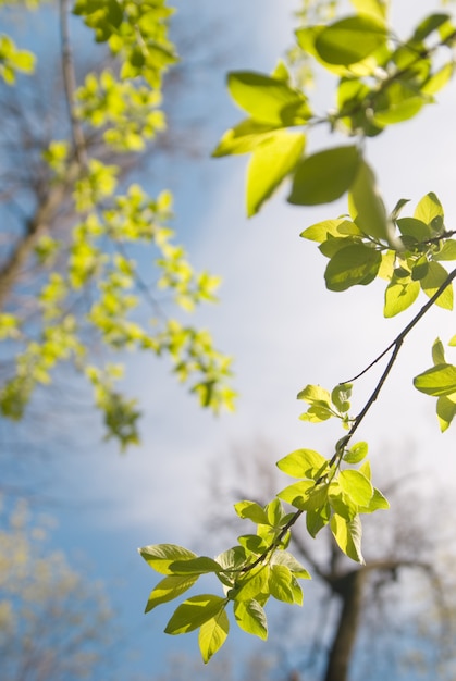 Young green leaves in the dark blue sky