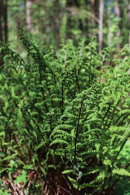 Young green leaves of an ostrich fern closeup in a spring forest selective soft focus vertical frame