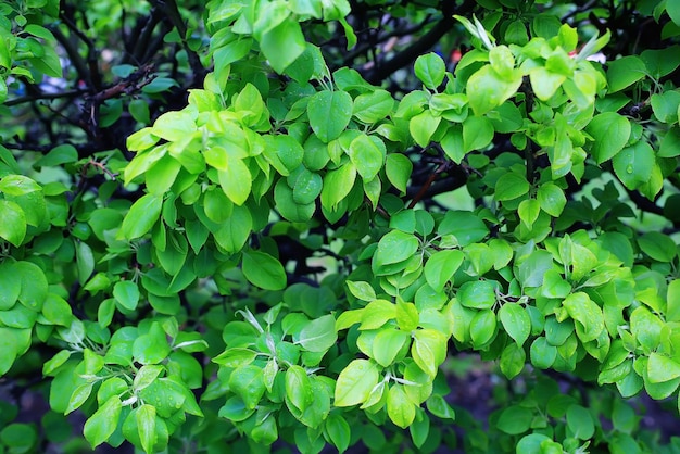 young green leaves spring background