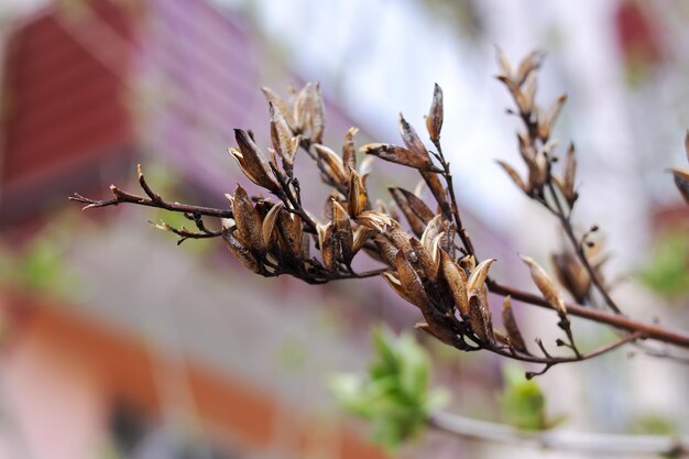 Young green leaves on a tree branch