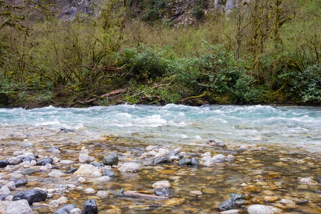 Young green leaves of trees on the river bank spring