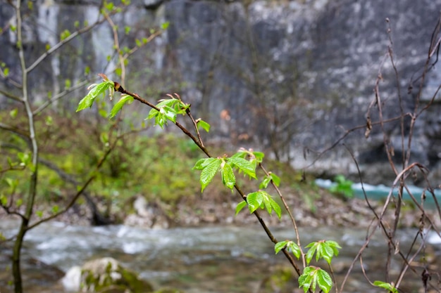 Young green leaves of trees on the river bank spring