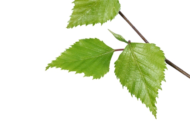 Photo young green leaves on white background