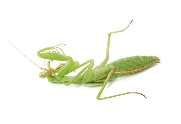 Young green mantis lying on its back, insect isolated on white background