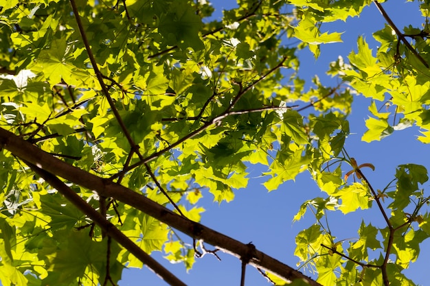 Young green maple foliage in spring