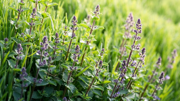 Young green mint on a flower bed