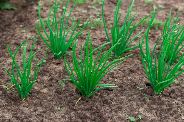 Young green onion in the ground Fresh organic vegetables and seasoning