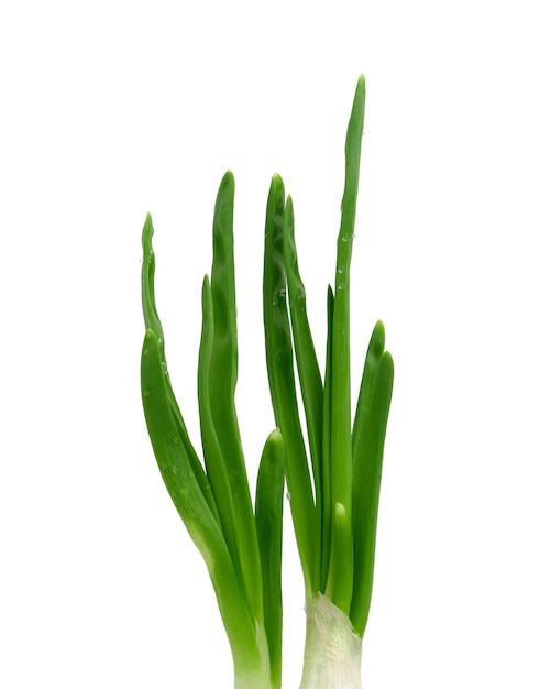 Young green onion sprouts isolated on white background close up