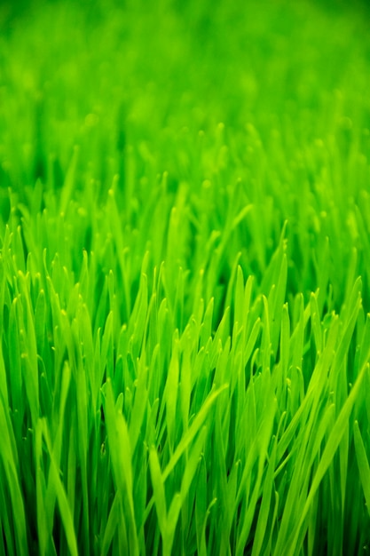 若い緑の水田の米植物のフィールド。緑の苗の葉