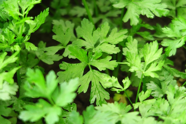 young green parsley grows on a bed on a vegetable farm growing greens concept