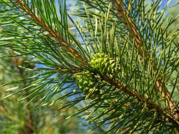 Young green pine cone Pine branch with needles closeup Foliage of a coniferous tree Aroma