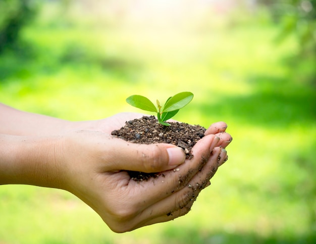 Premium Photo | Young green plant in hand. close up female hand holding  sprout growing plant in organic soil on blur green background with  sunlight, side view. ecology, earth day, agriculture and