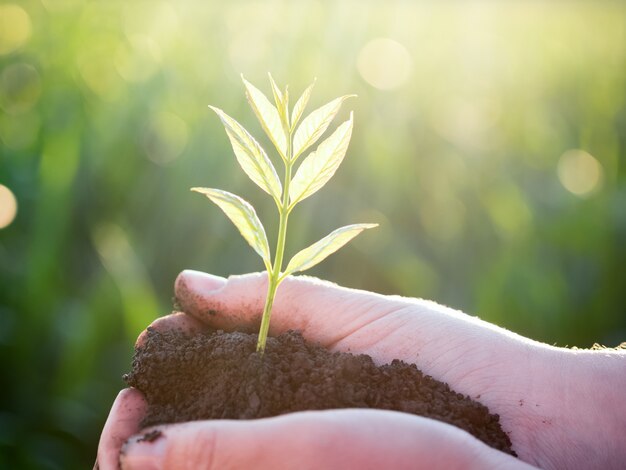 Young green plant in the hands.