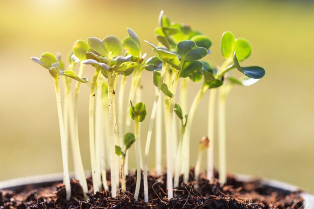 若い緑の植物、土壌