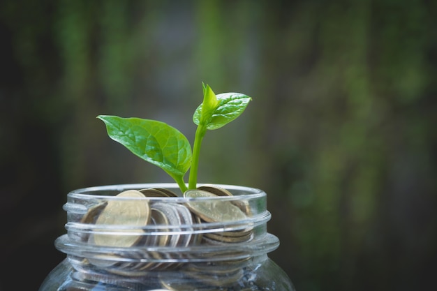 Giovane pianta verde con la moneta in barattolo per la crescita degli affari e il concetto finanziario.