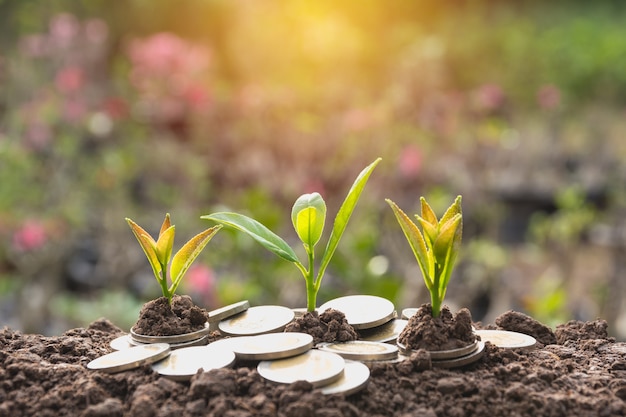 Young green plant with stack coin on ground for growing business financial concept.