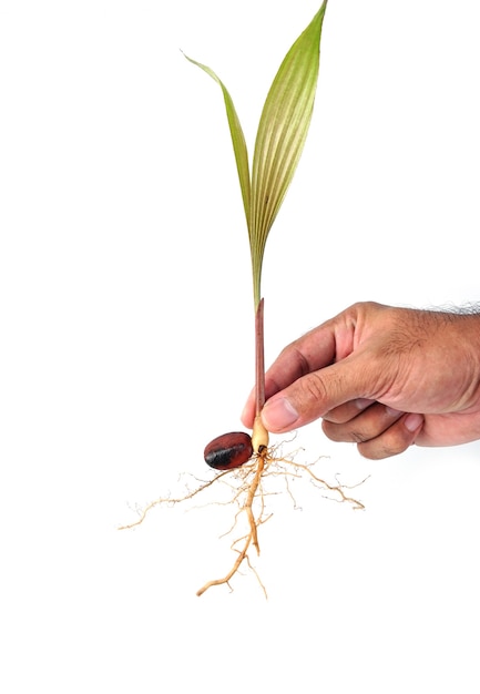 Young green plant in a womans hand Salak growing sprout with root white isolated