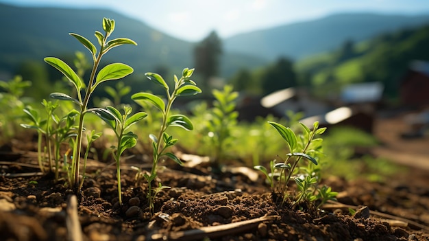 young green plants grow in the ground in the garden