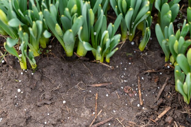 写真 春の若い緑の植物と近くの湿った土の白い肥料