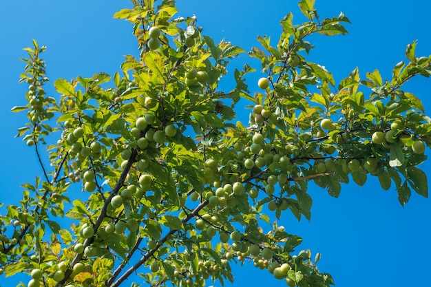 Young green plum fruit on a tree, fruit.