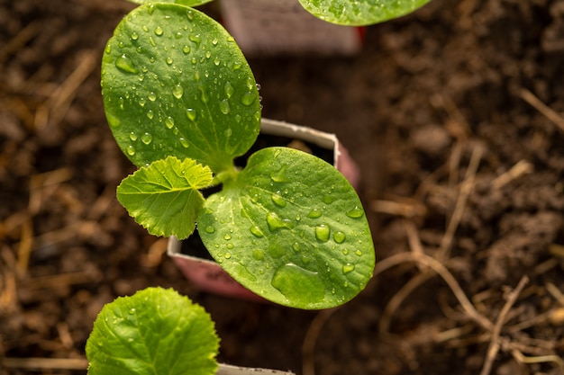 鍋で育つ若い緑のカボチャの植物。上からの眺め