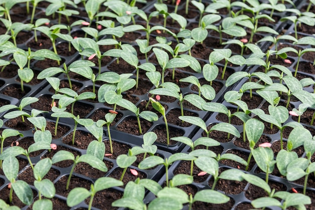 young green pumpkin seedling in seedling tray