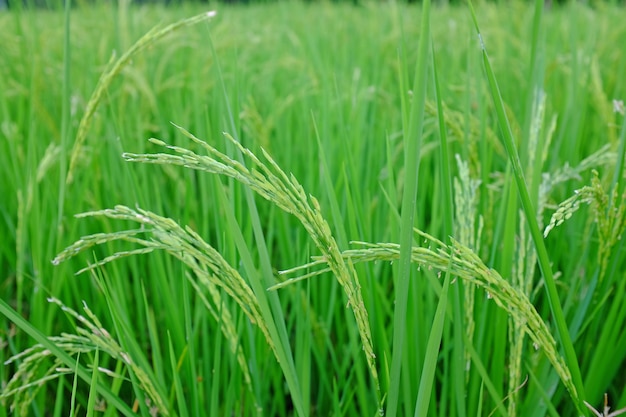 Young green rice in the rice fields