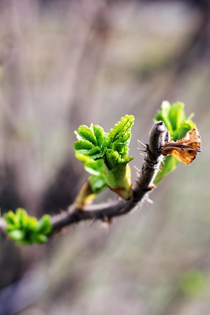 Young green rosehip leaves on the branches