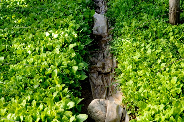 Photo young green seedling spinach on a field