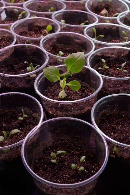 Young green seedlings in plastic cups with soil.