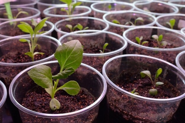 young green seedlings in plastic cups with soil.