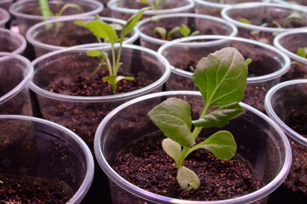 young green seedlings in plastic cups with soil.