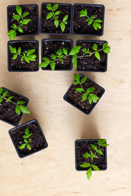 Young green seedlings of tomato in a special plastic form on a wooden background Vertical