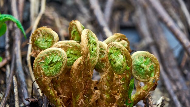 Young green shoots of ferns. Green curls. Sochi, Russia