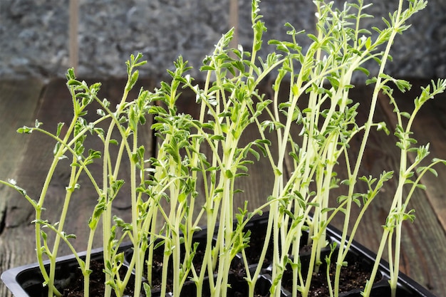 Young green shoots of seedlings in trays with soil