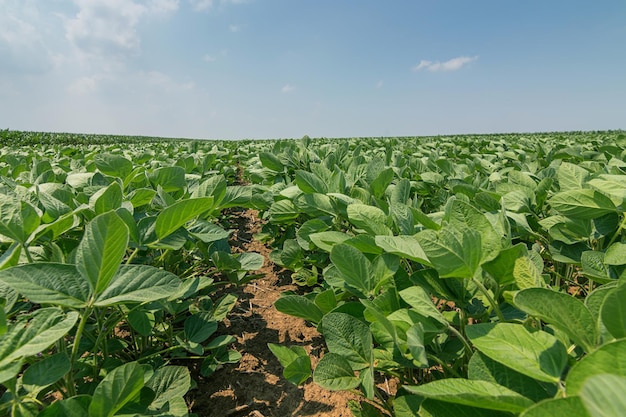 Young green soy plants with large leaves grow in the field.