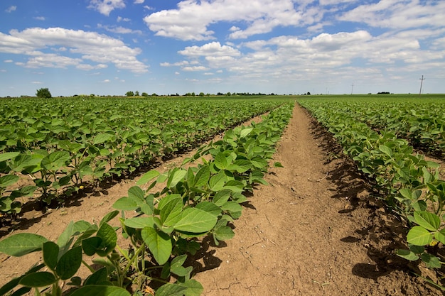 Young green soy plants with large leaves grow in the field.