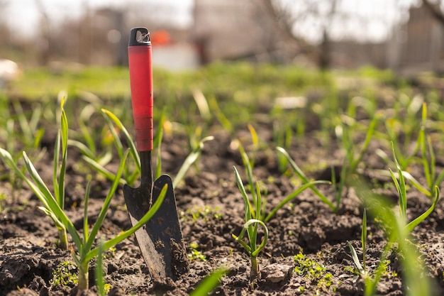 Giovani germogli primaverili verdi di aglio in una giornata di sole su uno sfondo di terreno scuro