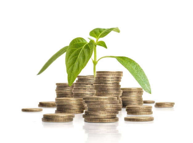 Young green sprout growing from pile of coins Business and success concept