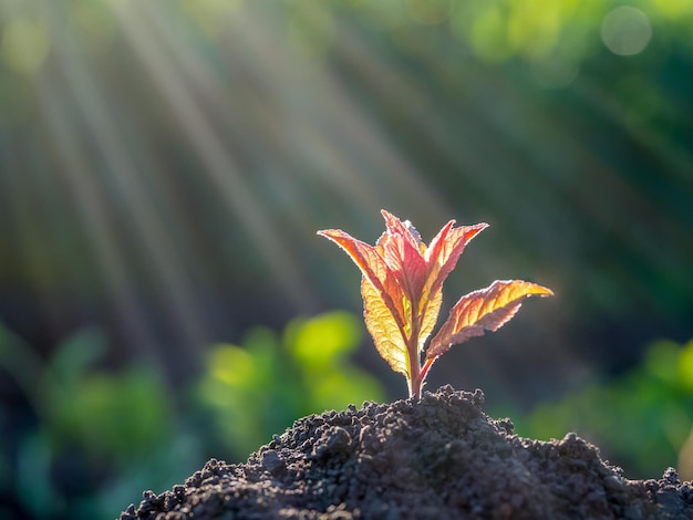 Young green sprout growing out from soil New life and ecology concept